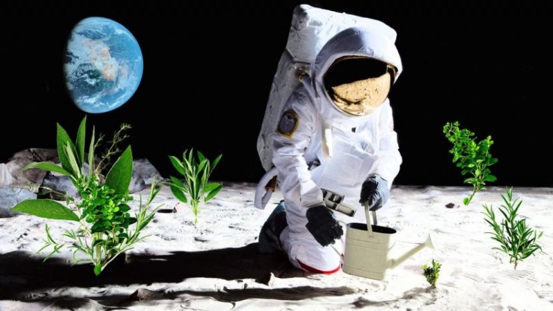 Phi hành gia Chương trình Artemis sẽ mang cây trồng lên Mặt trăng vào năm 2026. (Ảnh: istock) Phi hành gia Chương trình Artemis sẽ mang cây trồng lên Mặt trăng vào năm 2026. (Ảnh: istock)
