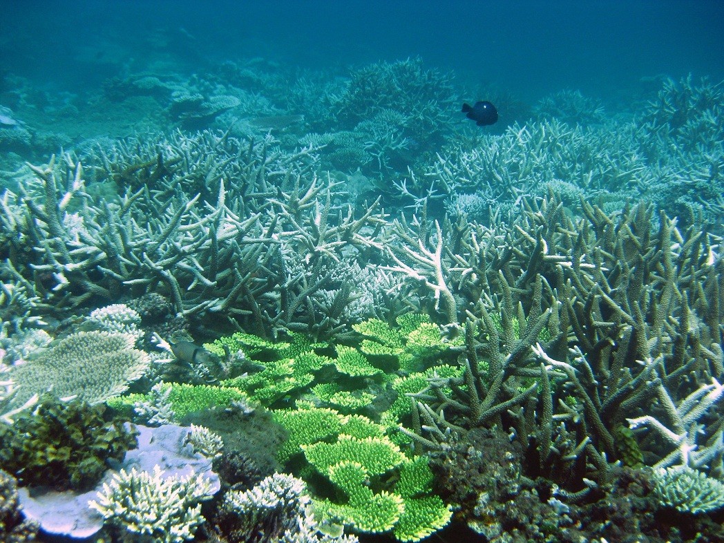 Coral reef at Nui Chua Coral reef at Nui Chua
