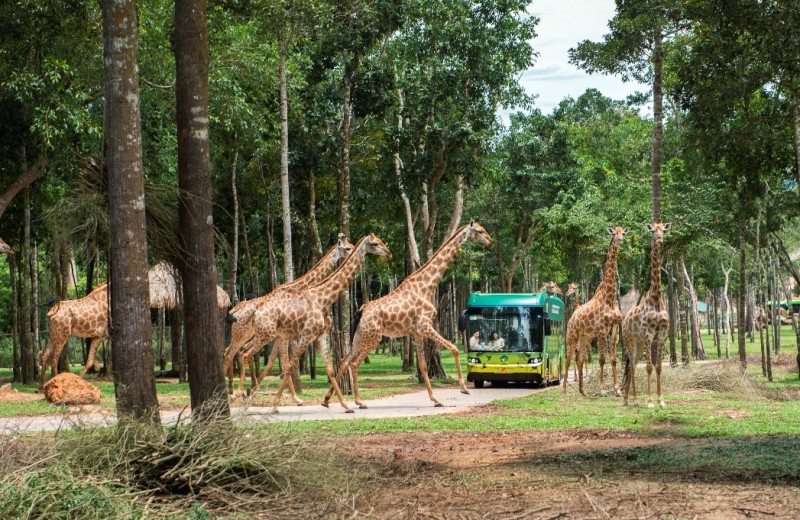 Độc đáo “bản giao hưởng hoang dã” tại Vinpearl Safari Phú Quốc Độc đáo “bản giao hưởng hoang dã” tại Vinpearl Safari Phú Quốc
