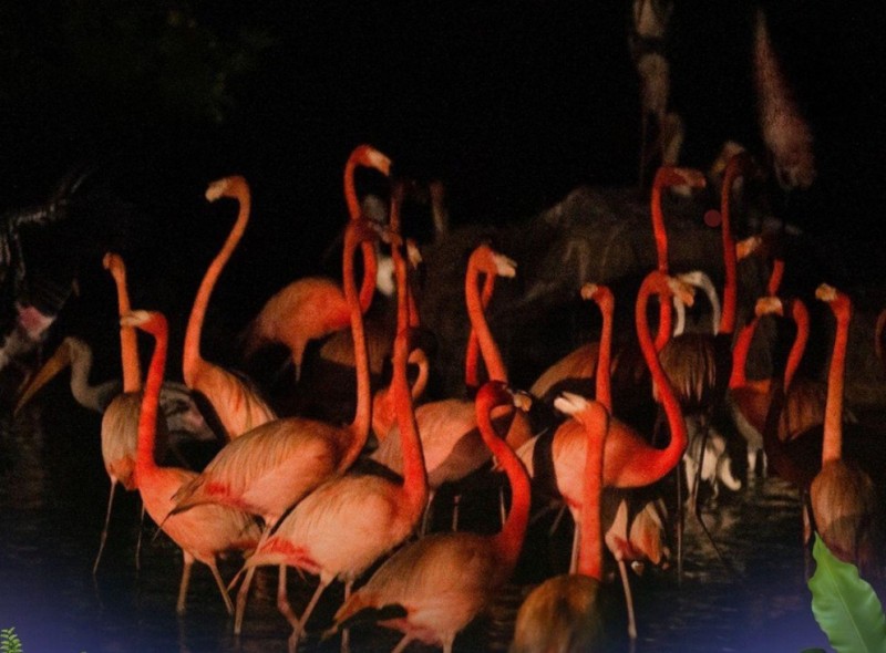 Độc đáo “bản giao hưởng hoang dã” tại Vinpearl Safari Phú Quốc Độc đáo “bản giao hưởng hoang dã” tại Vinpearl Safari Phú Quốc