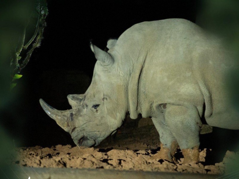 Độc đáo “bản giao hưởng hoang dã” tại Vinpearl Safari Phú Quốc Độc đáo “bản giao hưởng hoang dã” tại Vinpearl Safari Phú Quốc