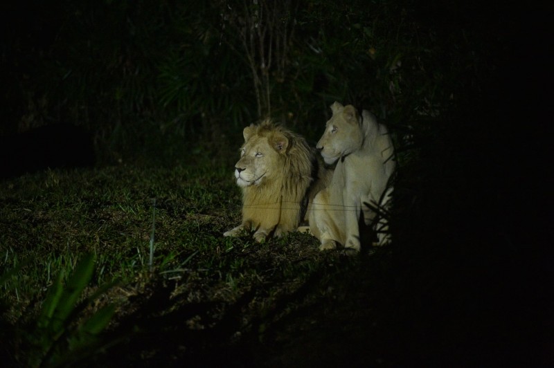 Độc đáo “bản giao hưởng hoang dã” tại Vinpearl Safari Phú Quốc Độc đáo “bản giao hưởng hoang dã” tại Vinpearl Safari Phú Quốc