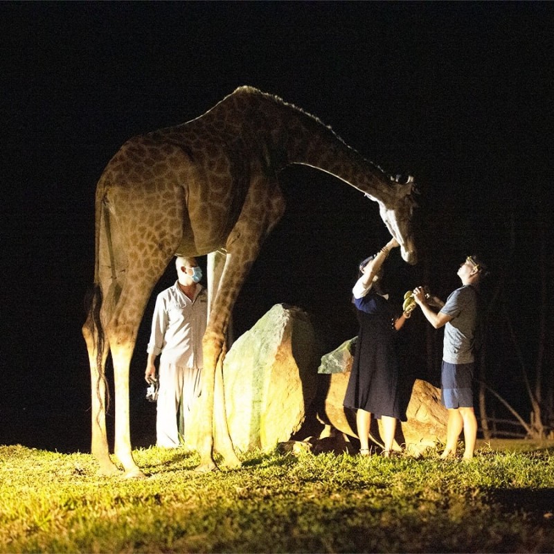 Độc đáo “bản giao hưởng hoang dã” tại Vinpearl Safari Phú Quốc Độc đáo “bản giao hưởng hoang dã” tại Vinpearl Safari Phú Quốc