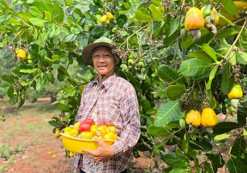 Xuất khẩu điều đang đà tăng trưởng, kỳ vọng lấy lại được mốc kỷ lục Xuất khẩu điều đang đà tăng trưởng, kỳ vọng lấy lại được mốc kỷ lục