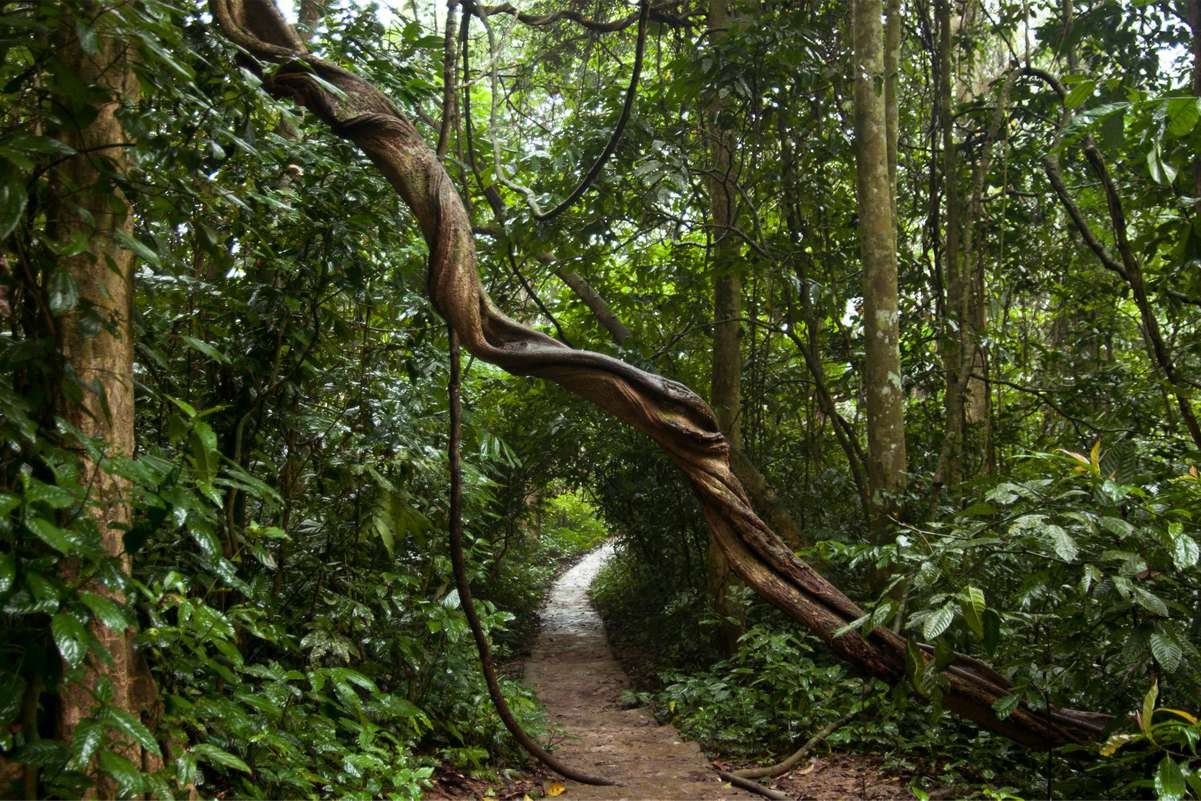 Enjoy A Peaceful Summer Vacation In Cuc Phuong National Park Enjoy A Peaceful Summer Vacation In Cuc Phuong National Park