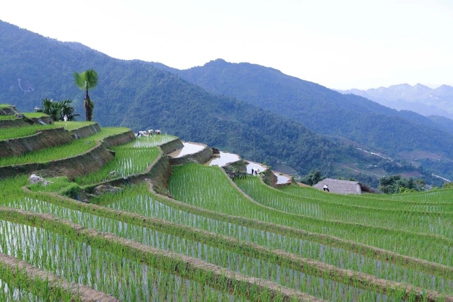 Xa Phin - The Dreamy Moss-Covered Village In Ha Giang Xa Phin - The Dreamy Moss-Covered Village In Ha Giang
