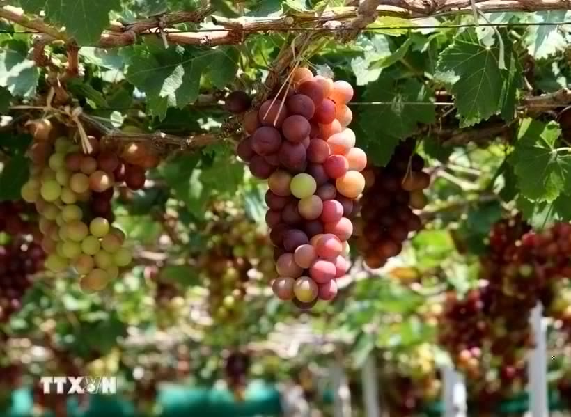 Visit Thai An Grape Village – A Tranquil Summer Getaway In Ninh Thuan Visit Thai An Grape Village – A Tranquil Summer Getaway In Ninh Thuan