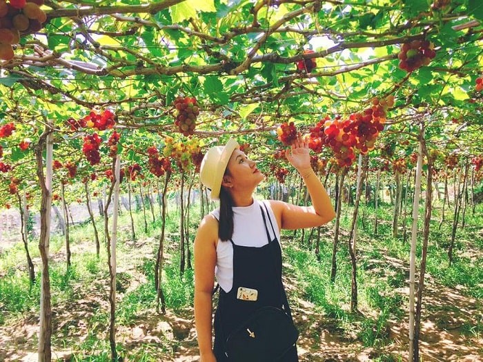 Visit Thai An Grape Village – A Tranquil Summer Getaway In Ninh Thuan Visit Thai An Grape Village – A Tranquil Summer Getaway In Ninh Thuan
