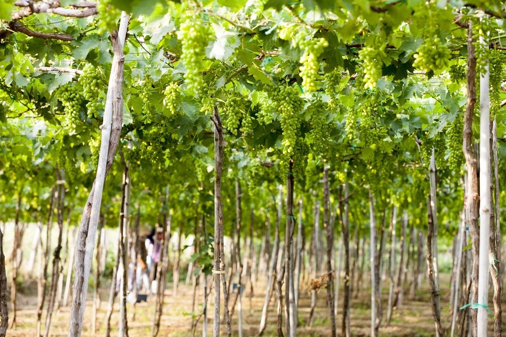 Visit Thai An Grape Village – A Tranquil Summer Getaway In Ninh Thuan Visit Thai An Grape Village – A Tranquil Summer Getaway In Ninh Thuan