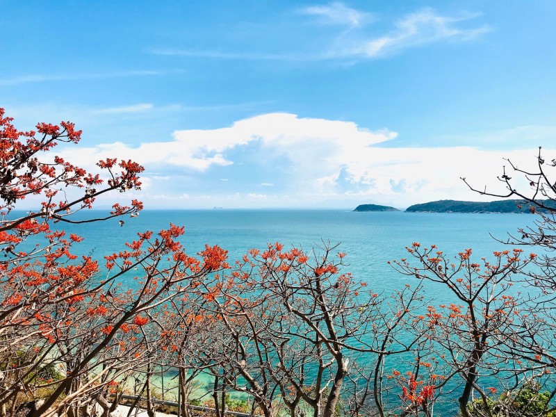 Mùa hoa ngô đồng rộ vào tháng 7 hằng năm ở Cù Lao Chàm, TP.Hội An. Ảnh: Q.T Mùa hoa ngô đồng rộ vào tháng 7 hằng năm ở Cù Lao Chàm, TP.Hội An. Ảnh: Q.T