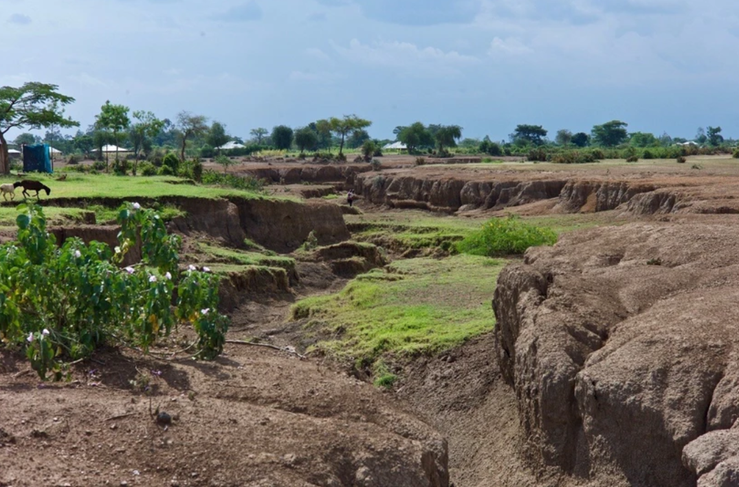 Suy thoái đồng cỏ do chăn thả quá mức gây ra xói mòn đất quá mức ở Kenya. (Ảnh: Phys) Suy thoái đồng cỏ do chăn thả quá mức gây ra xói mòn đất quá mức ở Kenya. (Ảnh: Phys)