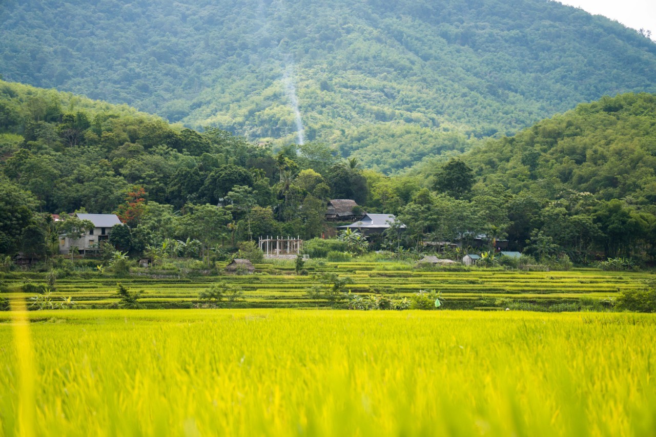 Admire The Mesmerizing Don Village In The Ripening Rice Season Admire The Mesmerizing Don Village In The Ripening Rice Season