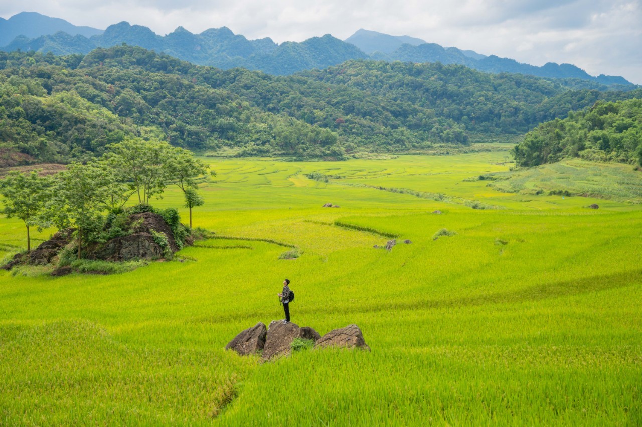 Admire The Mesmerizing Don Village In The Ripening Rice Season Admire The Mesmerizing Don Village In The Ripening Rice Season