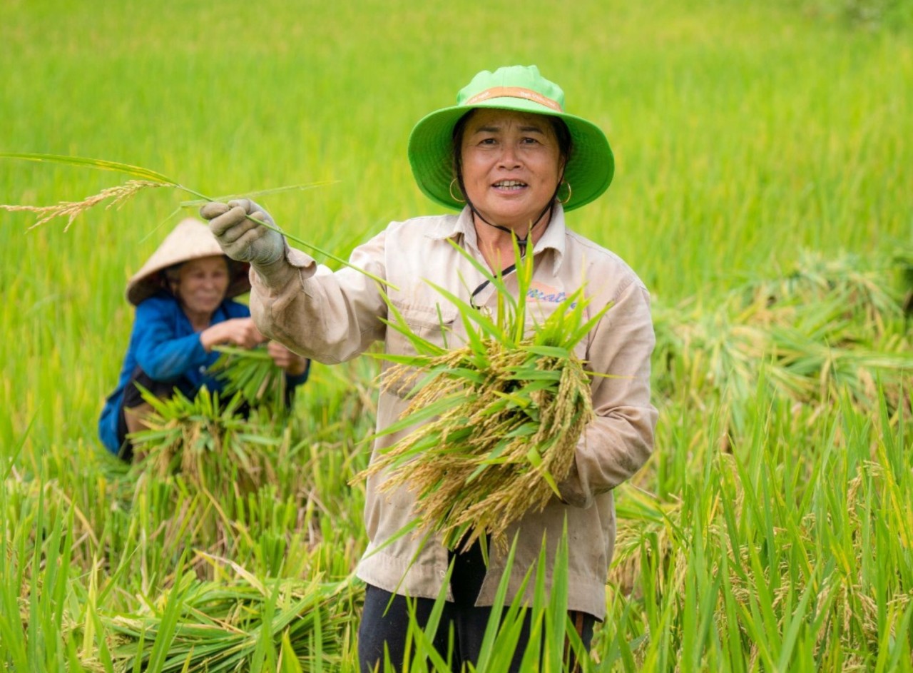 Admire The Mesmerizing Don Village In The Ripening Rice Season Admire The Mesmerizing Don Village In The Ripening Rice Season