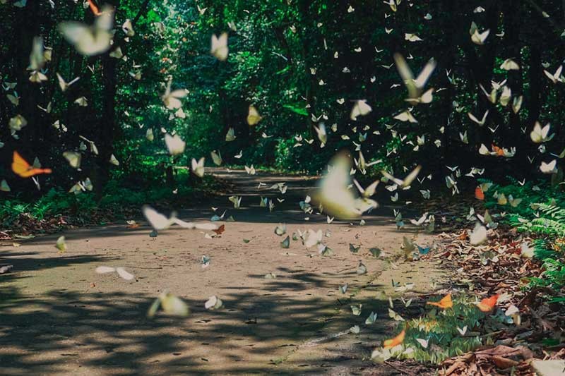 Discover The Mesmerizing Butterfly Season In Cat Ba Island Discover The Magical Butterfly Season In Cat Ba Island