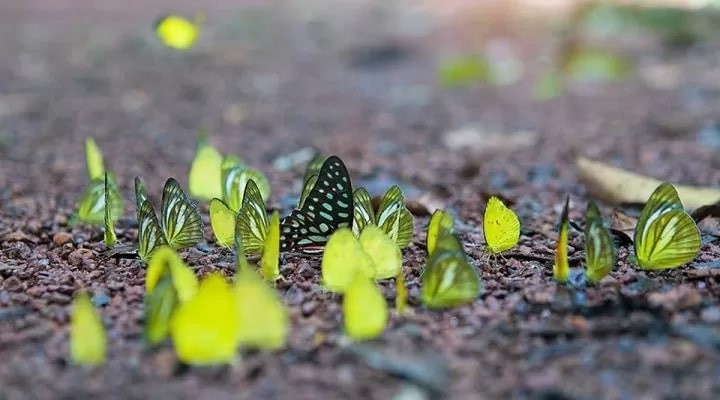 Discover The Mesmerizing Butterfly Season In Cat Ba Island Discover The Magical Butterfly Season In Cat Ba Island
