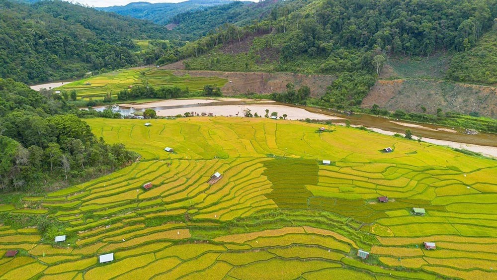 Admire The Mesmerizing Ripen Kon Tu Rang Terraced Fields In Kon Tum Admire The Mesmerizing Ripening Kon Tu Rang Terraced Fields In Kon Tum