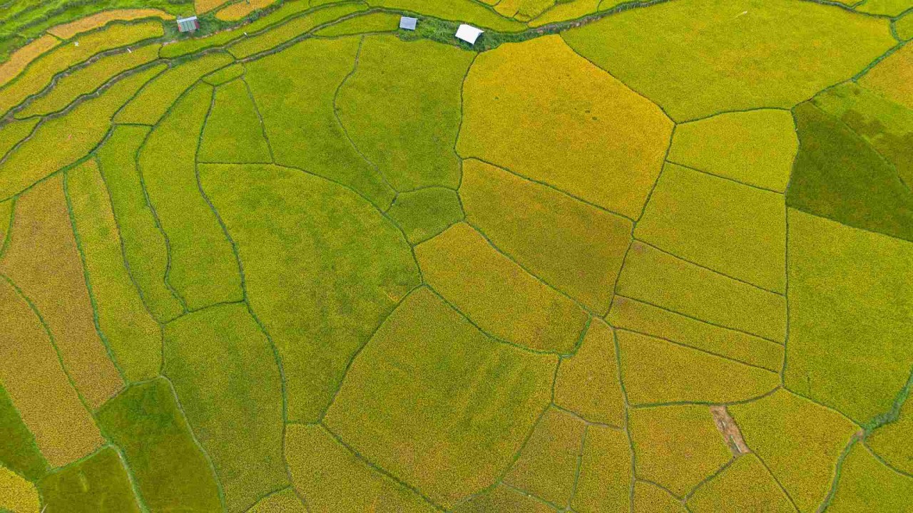 Admire The Mesmerizing Ripen Kon Tu Rang Terraced Fields In Kon Tum Admire The Mesmerizing Ripening Kon Tu Rang Terraced Fields In Kon Tum