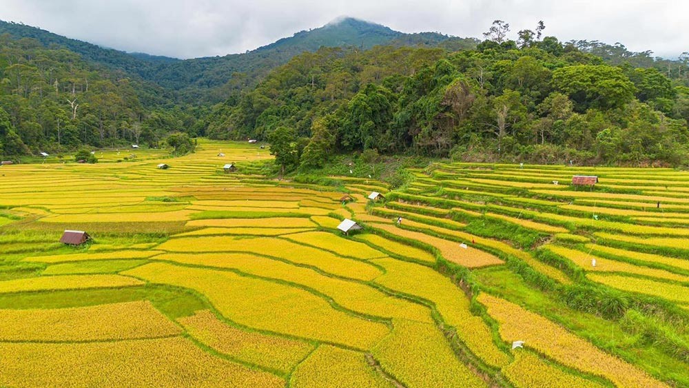 Admire The Mesmerizing Ripen Kon Tu Rang Terraced Fields In Kon Tum Admire The Mesmerizing Ripening Kon Tu Rang Terraced Fields In Kon Tum