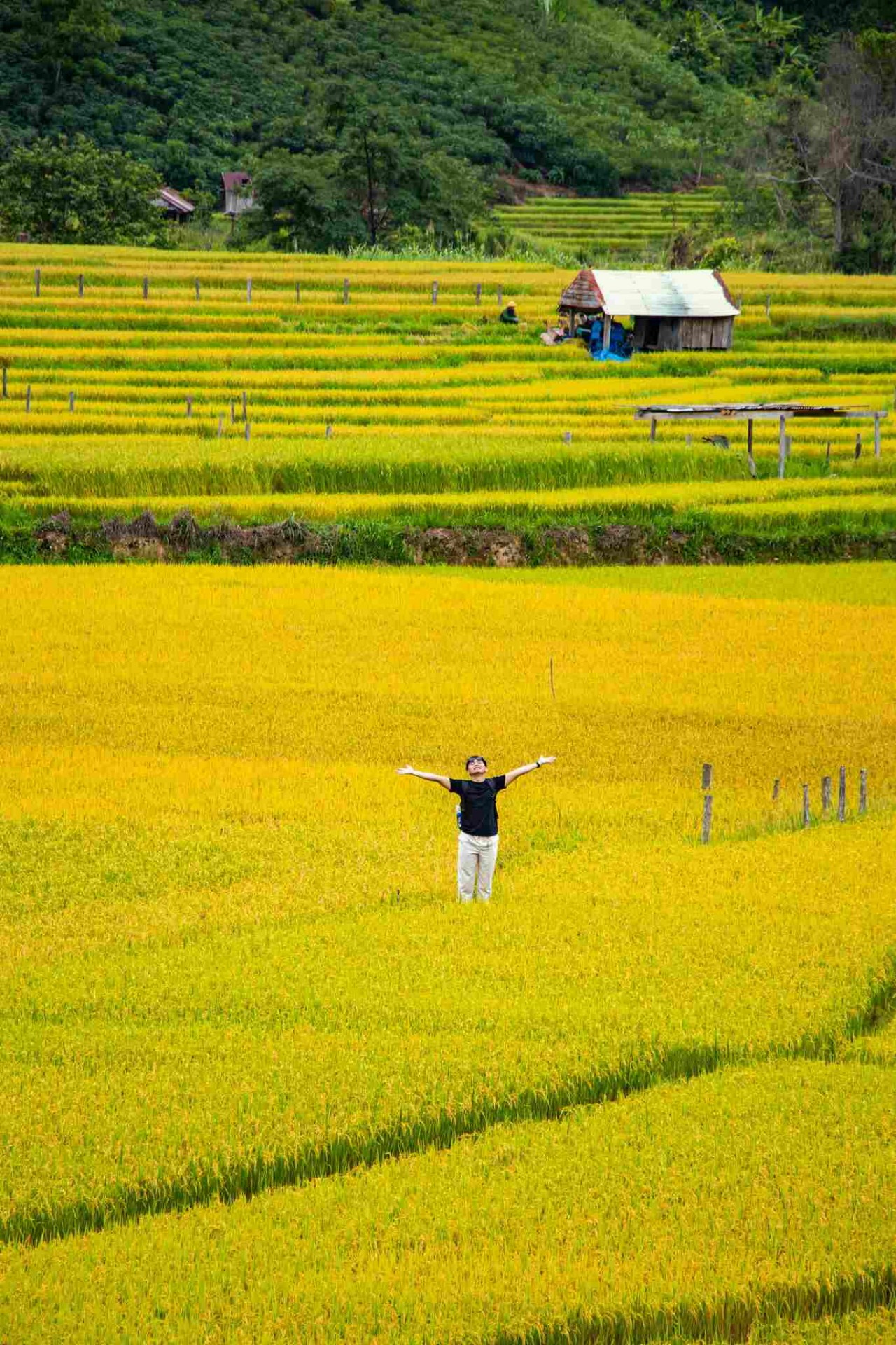 Admire The Mesmerizing Ripen Kon Tu Rang Terraced Fields In Kon Tum Admire The Mesmerizing Ripening Kon Tu Rang Terraced Fields In Kon Tum
