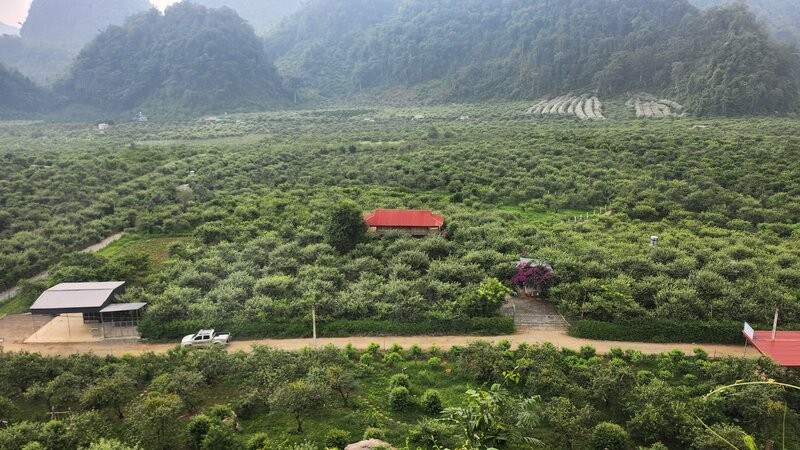 Na Ka Plum Valley – A Perfect Weekend Getaway In Moc Chau Na Ka Plum Valley – A Perfect Weekend Getaway In Moc Chau