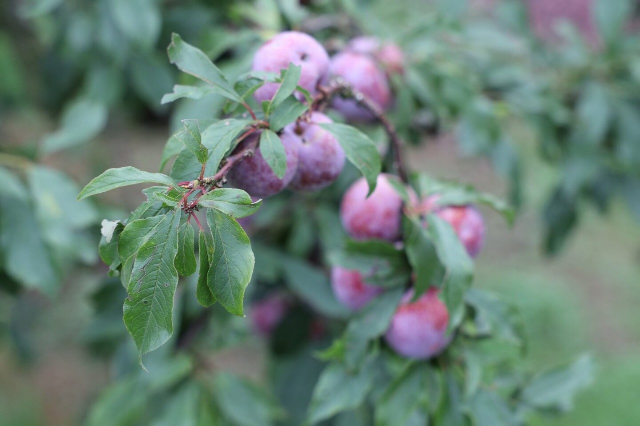 Na Ka Plum Valley – A Perfect Weekend Getaway In Moc Chau Na Ka Plum Valley – A Perfect Weekend Getaway In Moc Chau