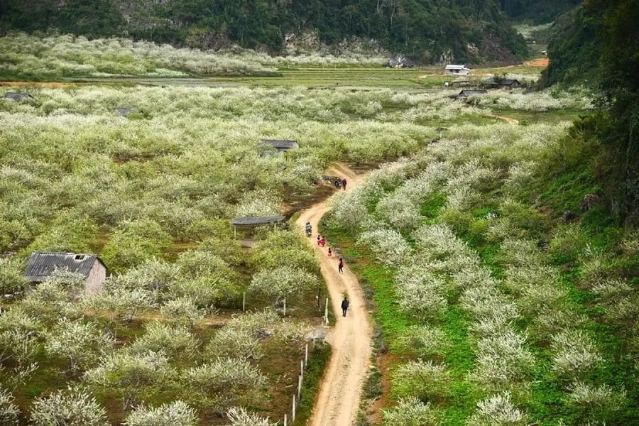 Na Ka Plum Valley – A Perfect Weekend Getaway In Moc Chau Na Ka Plum Valley – A Perfect Weekend Getaway In Moc Chau