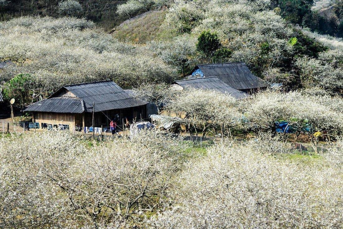 Na Ka Plum Valley – A Perfect Weekend Getaway In Moc Chau Na Ka Plum Valley – A Perfect Weekend Getaway In Moc Chau