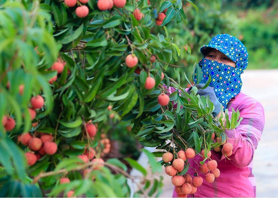 Xuất khẩu vải thiều đi Trung Quốc nhiều thuận lợi Xuất khẩu vải thiều đi Trung Quốc nhiều thuận lợi