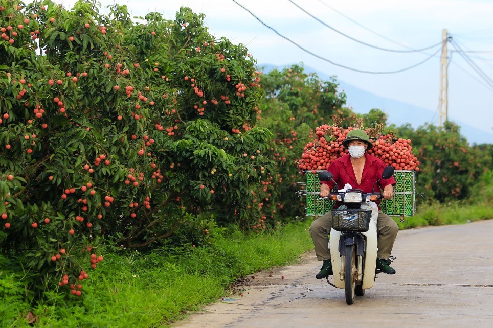 Xuất khẩu vải thiều đi Trung Quốc nhiều thuận lợi Xuất khẩu vải thiều đi Trung Quốc nhiều thuận lợi