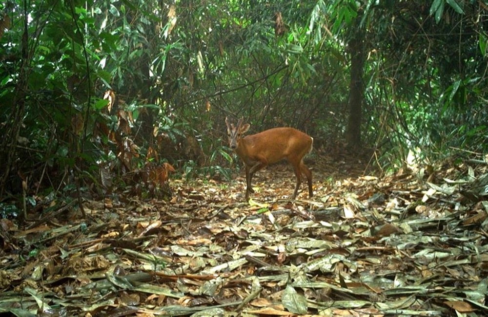 Experience The Breath-Taking Wilderness Of Vu Quang National Park Experience The Breath-Taking Wilderness Of Vu Quang National Park
