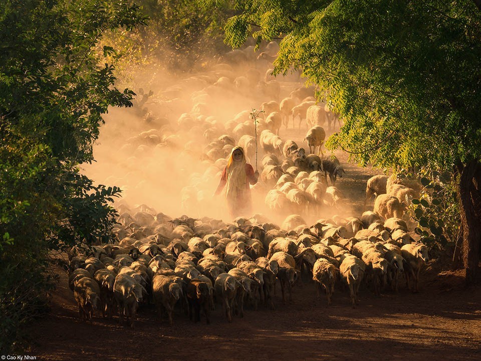 Vietnamese Photographers Win Awards At Pink Lady Food Photography 2024 Vietnamese Photographers Win Awards At Pink Lady Food Photography 2024