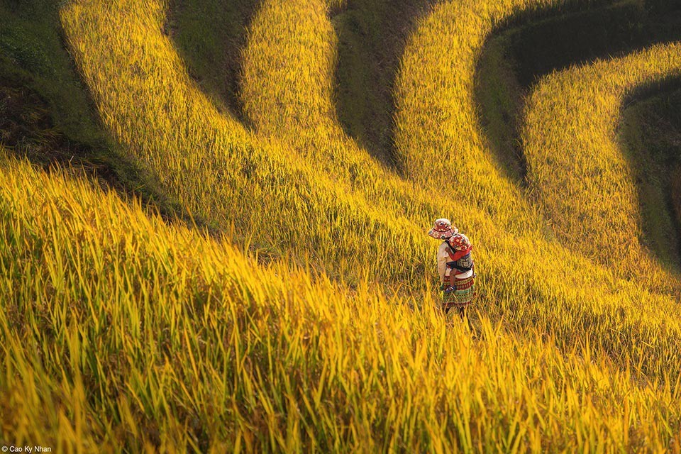 Vietnamese Photographers Win Awards At Pink Lady Food Photography 2024 Vietnamese Photographers Win Awards At Pink Lady Food Photography 2024