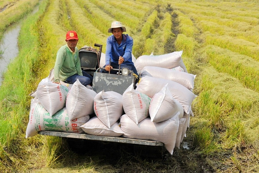 Philippines cắt giảm thuế nhập khẩu gạo: Thêm thuận lợi xuất khẩu gạo Việt Philippines cắt giảm thuế nhập khẩu gạo: Thêm thuận lợi xuất khẩu gạo Việt