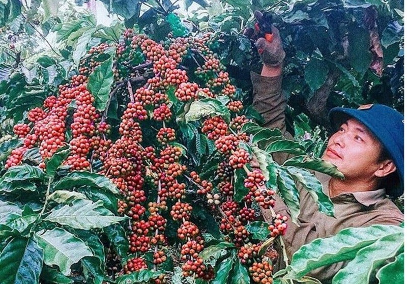 Xuất khẩu cà phê đã mang về hơn 3 tỷ USD sau nửa năm Xuất khẩu cà phê đã mang về hơn 3 tỷ USD sau nửa năm