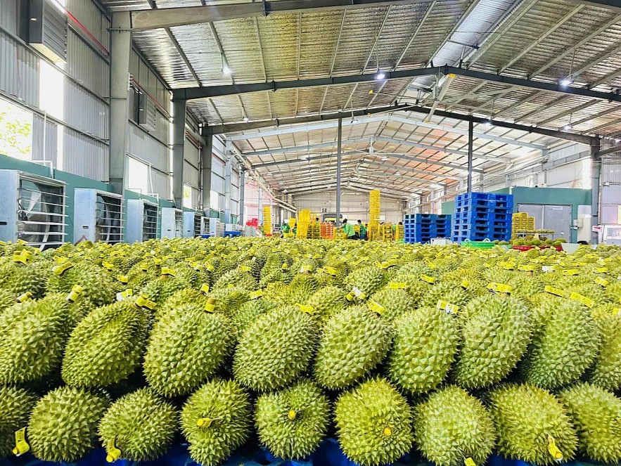 China is the largest export market for Vietnamese durian. Photo: TN China is the largest export market for Vietnamese durian. Photo: TN