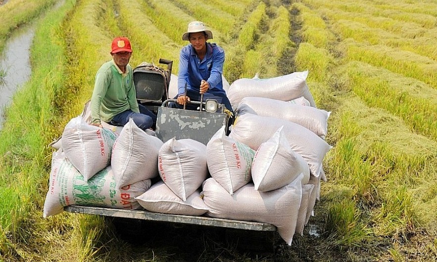 Philippines Seeks Stronger Rice Cooperation with Vietnam Philippines Seeks Stronger Rice Cooperation with Vietnam