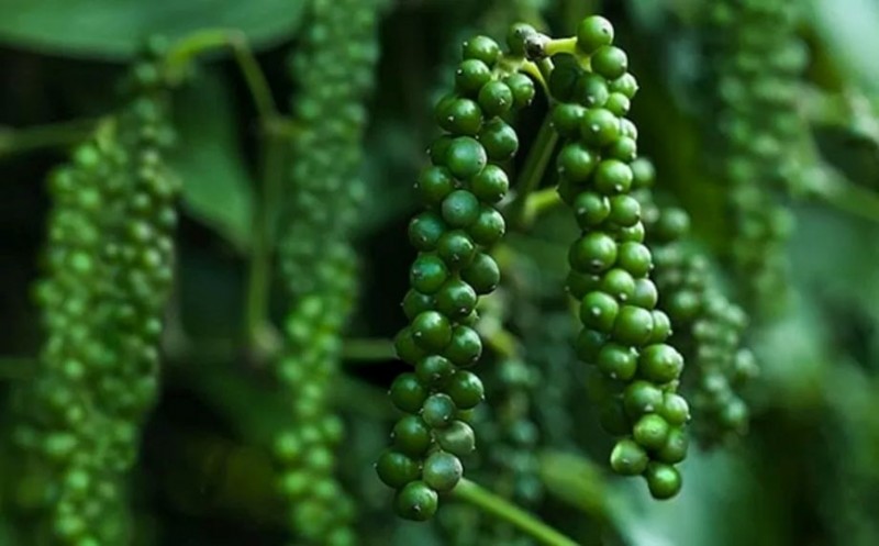 Tháng 7/ 2024: Xuất khẩu hồ tiêu sang Trung Quốc giảm mạnh Tháng 7/ 2024: Xuất khẩu hồ tiêu sang Trung Quốc giảm mạnh