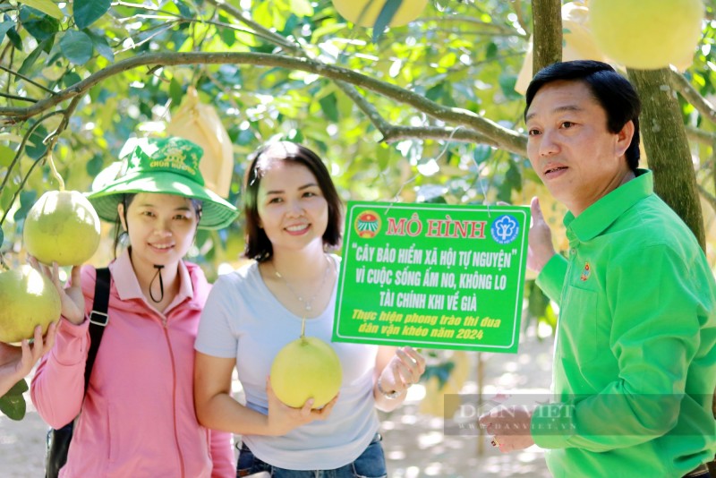 Hương Khê (Hà Tĩnh): Độc đáo mô hình “Cây bảo hiểm xã hội tự nguyện” Hương Khê (Hà Tĩnh): Độc đáo mô hình “Cây bảo hiểm xã hội tự nguyện”