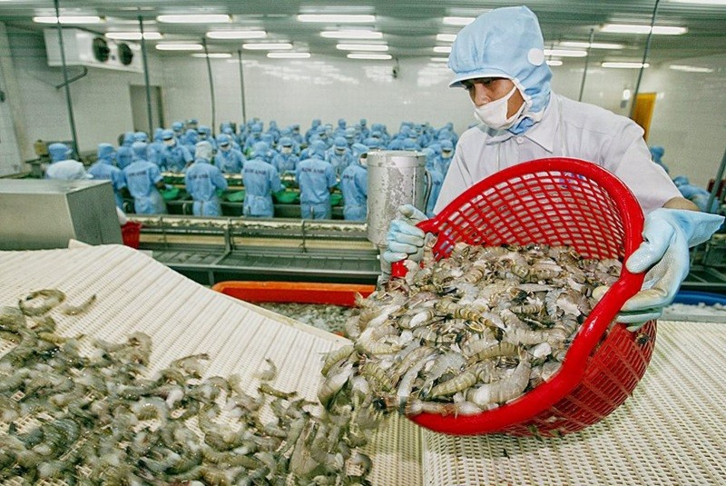 Thông tin tích cực về nền kinh tế Mỹ có giúp xuất khẩu tôm Việt khả quan hơn? Thông tin tích cực về nền kinh tế Mỹ có giúp xuất khẩu tôm Việt khả quan hơn?