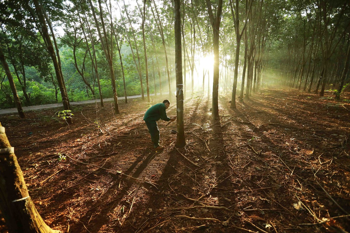 Hướng dẫn thực hiện Quy định chống phá rừng (EUDR) của EU Hướng dẫn thực hiện Quy định chống phá rừng (EUDR) của EU