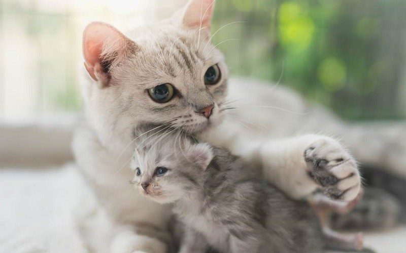 Top con giáp may mắn hôm nay (27/8/2024): Hợi Mão sự nghiệp bứt phá
