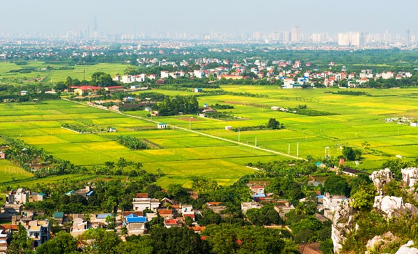 Hà Nội đã có nhiều mô hình cánh đồng mẫu lớn mang lại hiệu quả kinh tế cao (Ảnh: VT.L). Hà Nội đã có nhiều mô hình cánh đồng mẫu lớn mang lại hiệu quả kinh tế cao (Ảnh: VT.L).