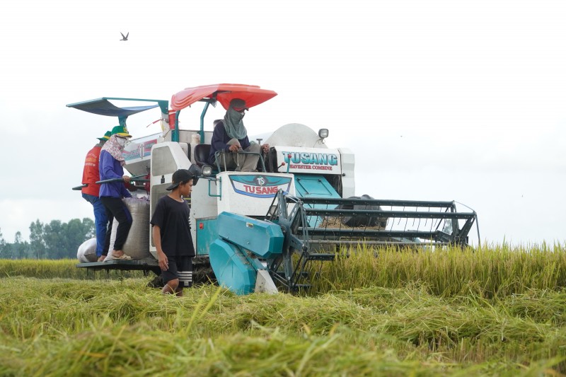 Nông thôn mới tại Hậu Giang: Đổi thay diệu kỳ từ chính sách phát triển bền vững Nông thôn mới tại Hậu Giang: Đổi thay diệu kỳ từ chính sách phát triển bền vững