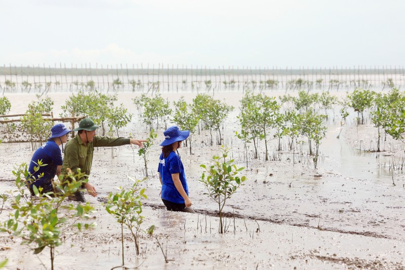 Hàng chục nghìn cây mắm con đang dần phủ xanh một diện tích rộng lớn bên trong hàng rào. Hàng chục nghìn cây mắm con đang dần phủ xanh một diện tích rộng lớn bên trong hàng rào.