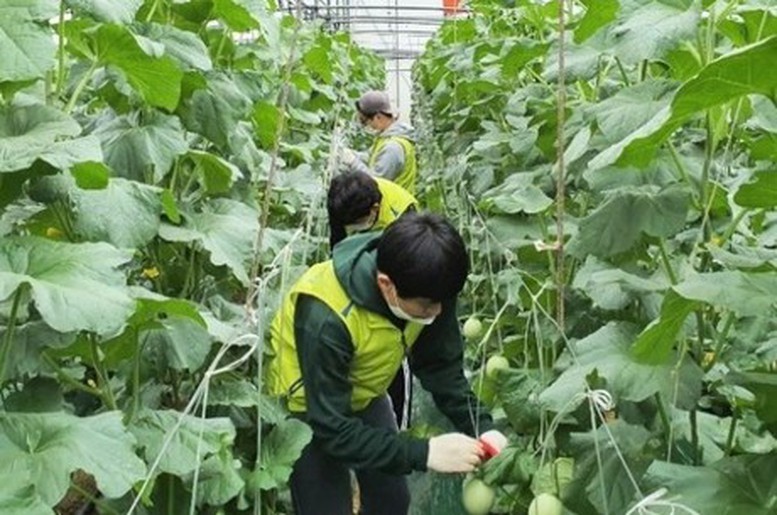 Cảnh báo về môi giới lao động thời vụ tại Hàn Quốc Cảnh báo về môi giới lao động thời vụ tại Hàn Quốc