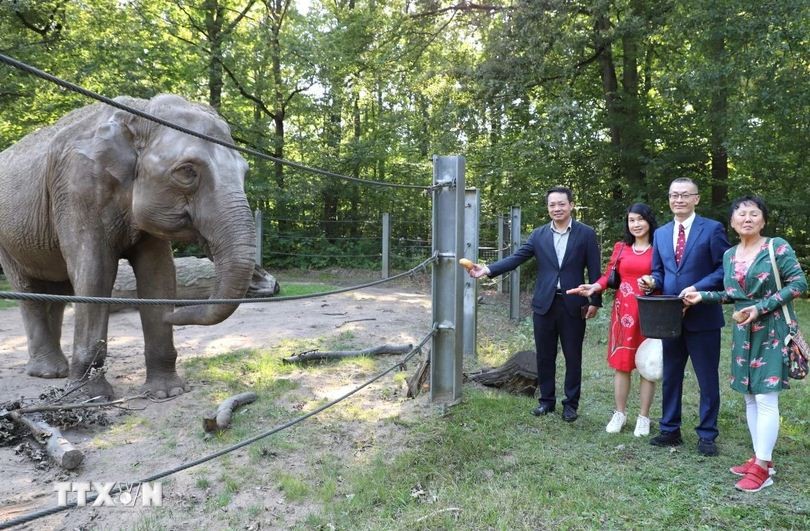 Don Chung Elephant: Highlight of Germany's Cottbus Zoo Don Chung Elephant: Highlight of Germany's Cottbus Zoo