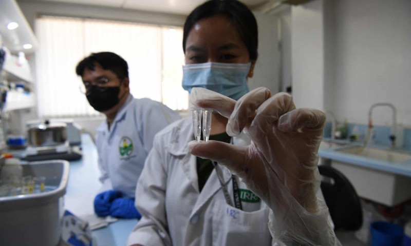 Lai tạo thành công giống lúa giúp ngăn ngừa bệnh tiểu đường Lai tạo thành công giống lúa giúp ngăn ngừa bệnh tiểu đường