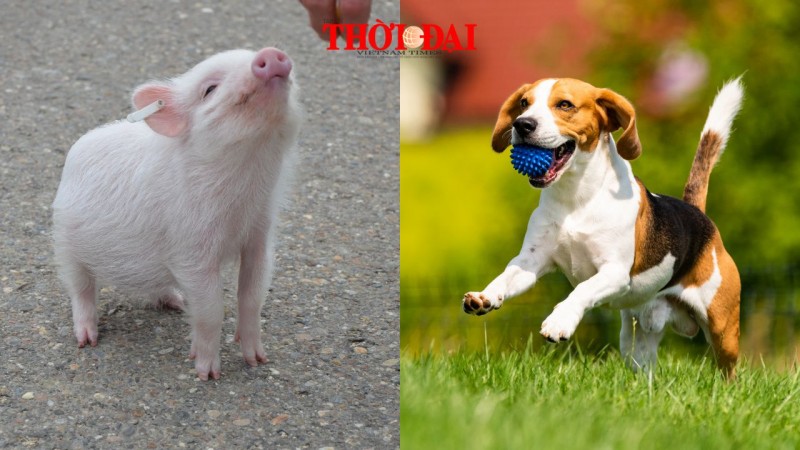 Top con giáp xui xẻo hôm nay (11/10/2024): Hợi mệt mỏi, Tuất cẩn trọng với các mối quan hệ Top con giáp xui xẻo hôm nay (11/10/2024): Hợi mệt mỏi, Tuất cẩn trọng với các mối quan hệ