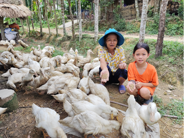 Dự án chăn nuôi vịt Mavin: Ngọn lửa ấm cho cuộc sống người dân xã Luận Khê Dự án chăn nuôi vịt Mavin: Ngọn lửa ấm cho cuộc sống người dân xã Luận Khê